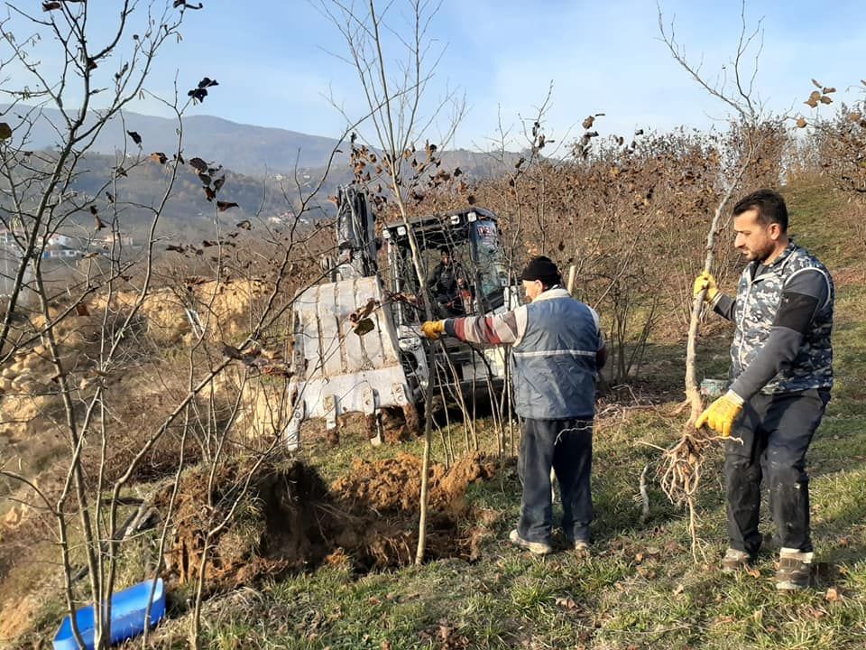 HACULLİ PARK ALANINDA AĞAÇLANDIRMA ÇALIŞMALARIMIZ BAŞLADI.